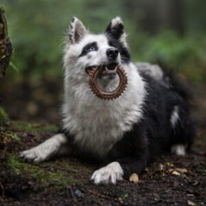 Eco rotaļlietas sunim