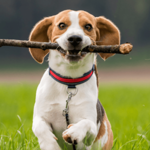 Suņa veselībai un labsajūtai